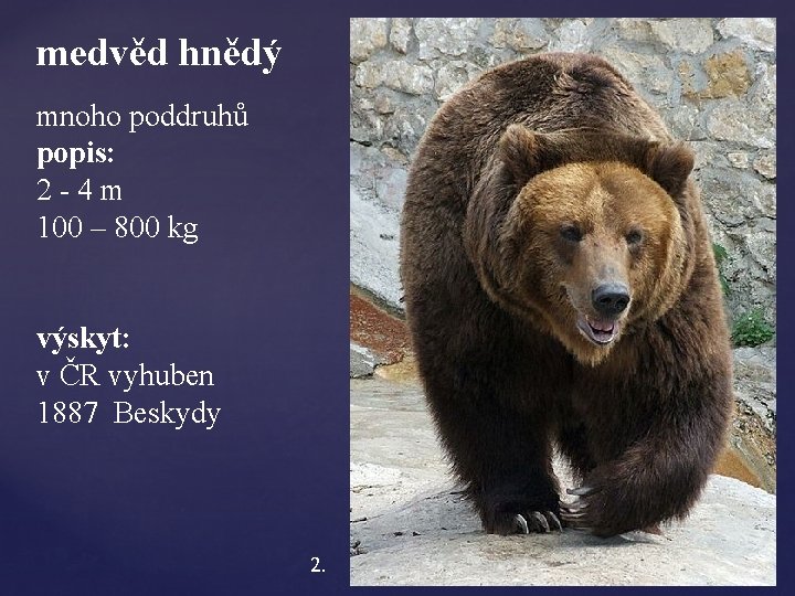 medvěd hnědý mnoho poddruhů popis: 2 - 4 m 100 – 800 kg výskyt: