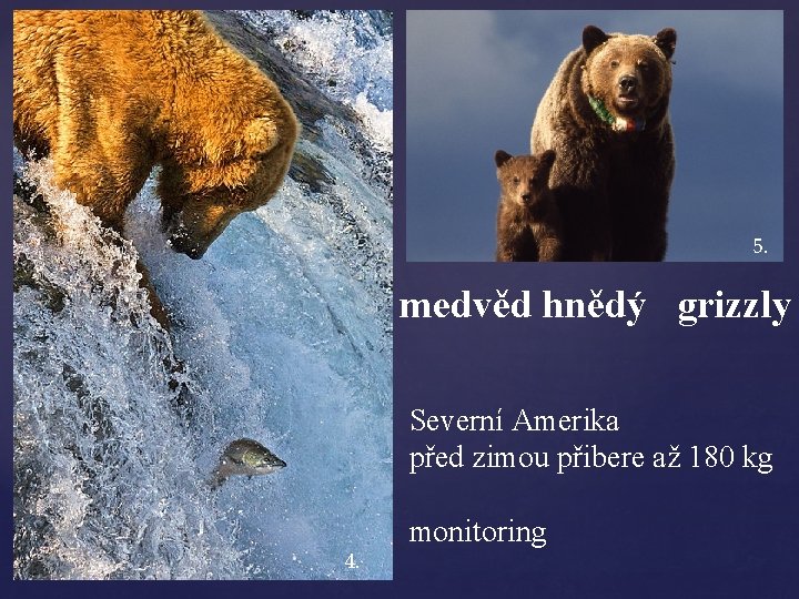 5. medvěd hnědý grizzly Severní Amerika před zimou přibere až 180 kg 4. monitoring