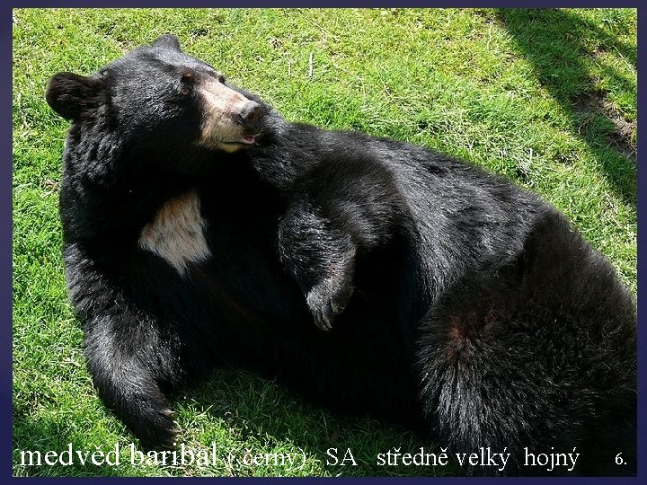 medvěd baribal ( černý) SA středně velký hojný 6. 