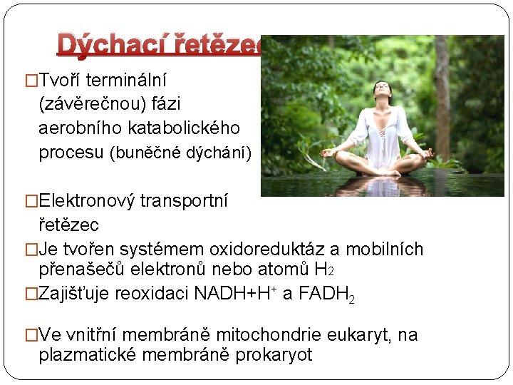 Dýchací řetězec �Tvoří terminální (závěrečnou) fázi aerobního katabolického procesu (buněčné dýchání) �Elektronový transportní řetězec