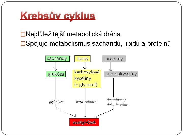 Krebsův cyklus �Nejdůležitější metabolická dráha �Spojuje metabolismus sacharidů, lipidů a proteinů 