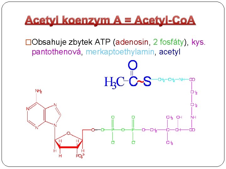 Acetyl koenzym A = Acetyl-Co. A �Obsahuje zbytek ATP (adenosin, 2 fosfáty), kys. pantothenová,