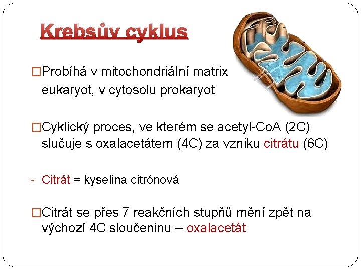 Krebsův cyklus �Probíhá v mitochondriální matrix eukaryot, v cytosolu prokaryot �Cyklický proces, ve kterém