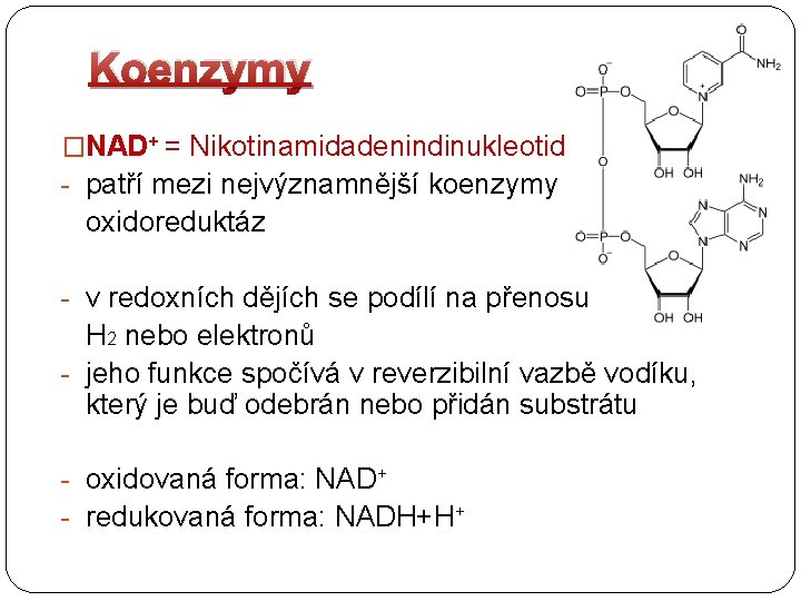 Koenzymy �NAD+ = Nikotinamidadenindinukleotid - patří mezi nejvýznamnější koenzymy oxidoreduktáz - v redoxních dějích