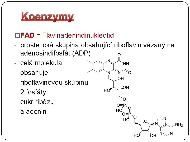 Koenzymy �FAD = Flavinadenindinukleotid - prostetická skupina obsahující riboflavin vázaný na adenosindifosfát (ADP) -