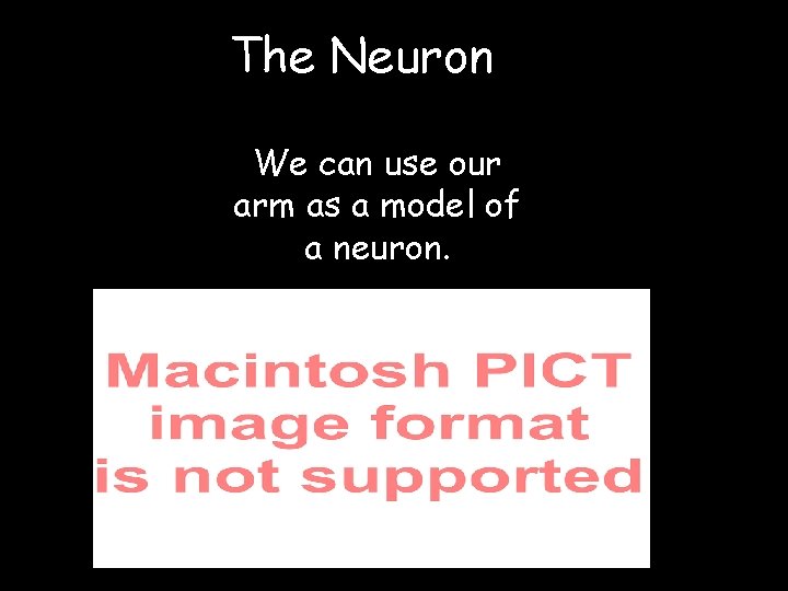 The Neuron We can use our arm as a model of a neuron. 