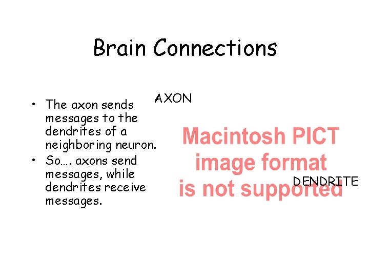 Brain Connections AXON • The axon sends messages to the dendrites of a neighboring