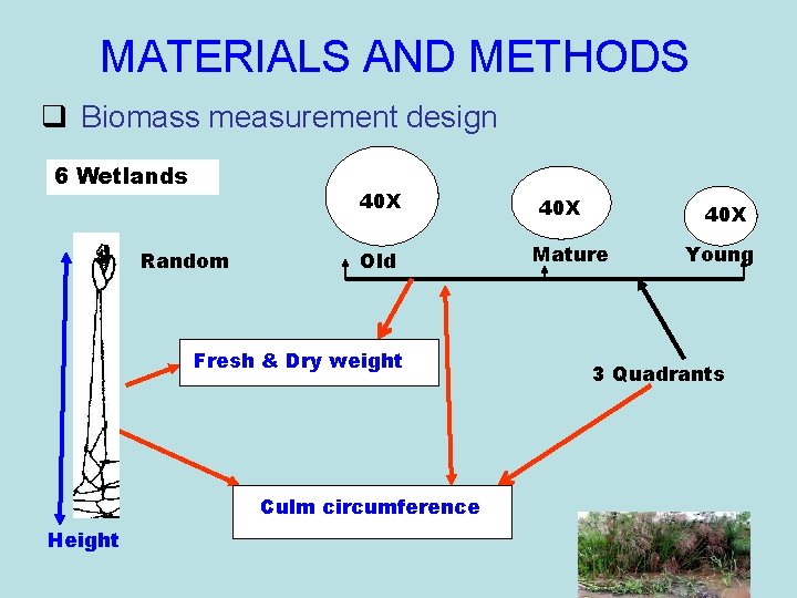 MATERIALS AND METHODS q Biomass measurement design 6 Wetlands 40 X Random Old Fresh