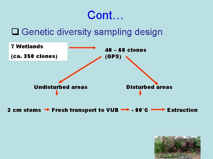 Cont… q Genetic diversity sampling design 7 Wetlands (ca. 350 clones) 40 – 60