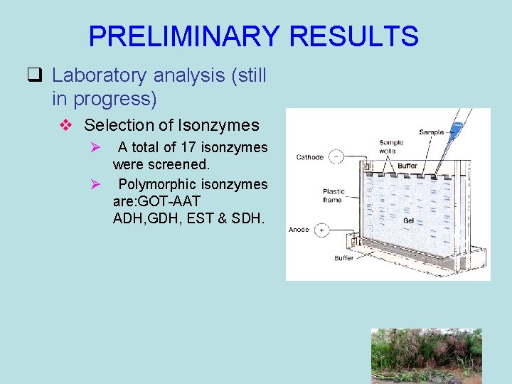 PRELIMINARY RESULTS q Laboratory analysis (still in progress) v Selection of Isonzymes Ø A