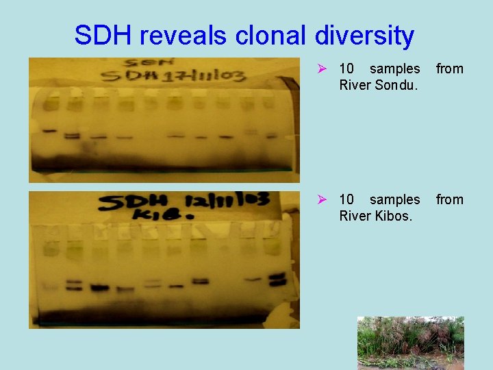 SDH reveals clonal diversity Ø 10 samples River Sondu. from Ø 10 samples River