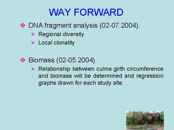 WAY FORWARD v DNA fragment analysis (02 -07. 2004). Ø Regional diversity Ø Local