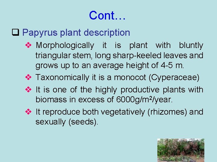 Cont… q Papyrus plant description v Morphologically it is plant with bluntly triangular stem,