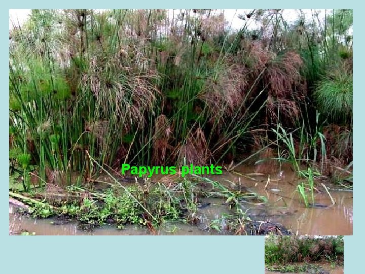 Papyrus plants 