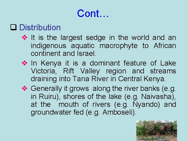 Cont… q Distribution v It is the largest sedge in the world an indigenous