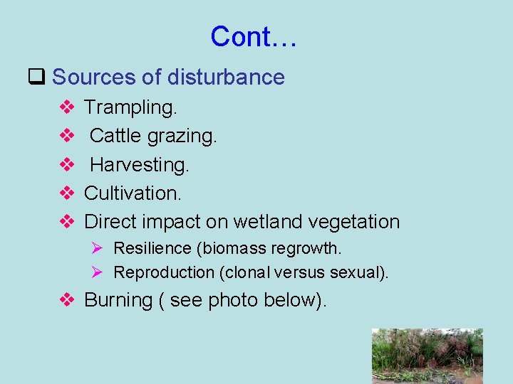 Cont… q Sources of disturbance v v v Trampling. Cattle grazing. Harvesting. Cultivation. Direct