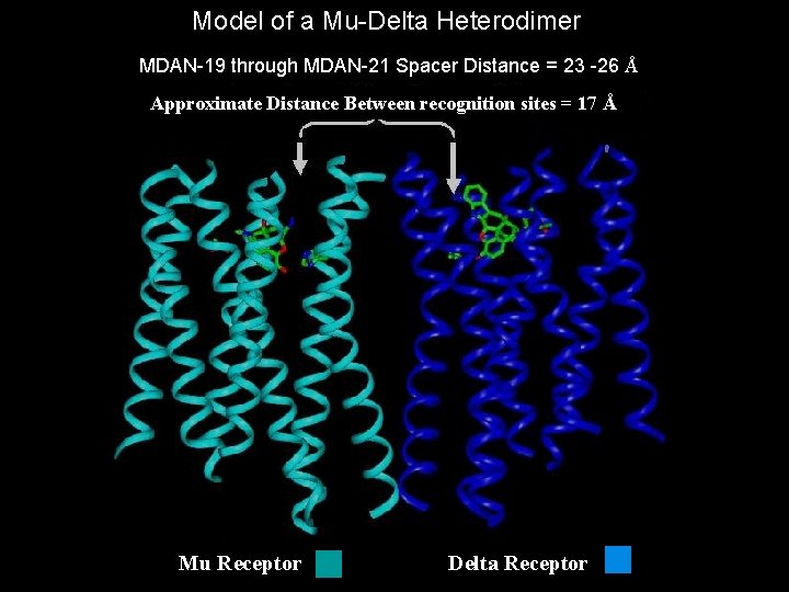 Model of a Mu-Delta Heterodimer MDAN-19 through MDAN-21 Spacer Distance = 23 -26 Å