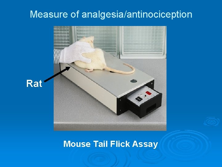 Measure of analgesia/antinociception Rat Mouse Tail Flick Assay 