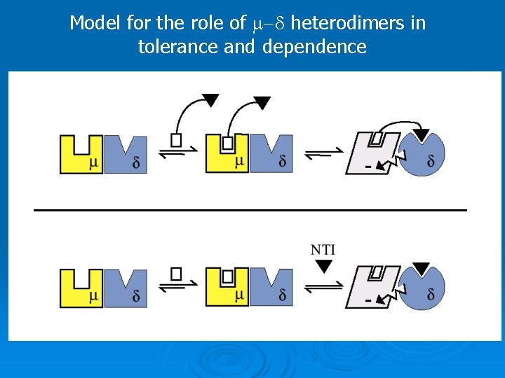 Model for the role of m-d heterodimers in tolerance and dependence 