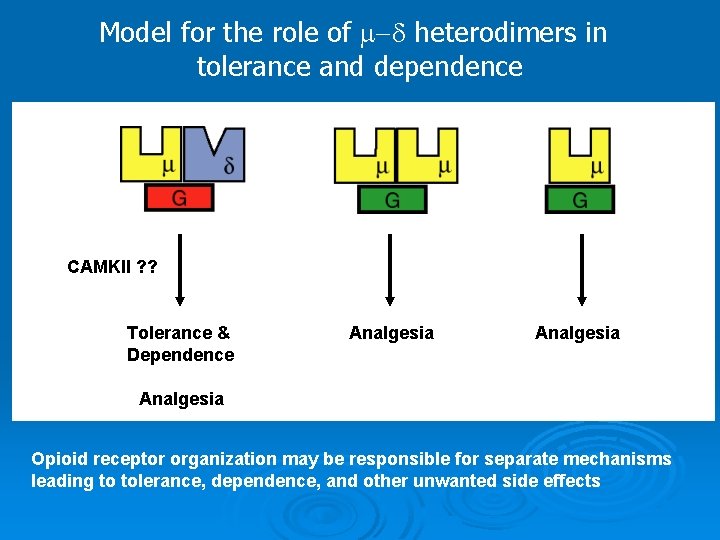 Model for the role of m-d heterodimers in tolerance and dependence CAMKII ? ?