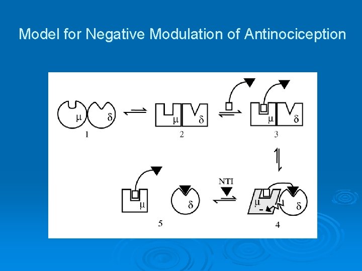 Model for Negative Modulation of Antinociception 