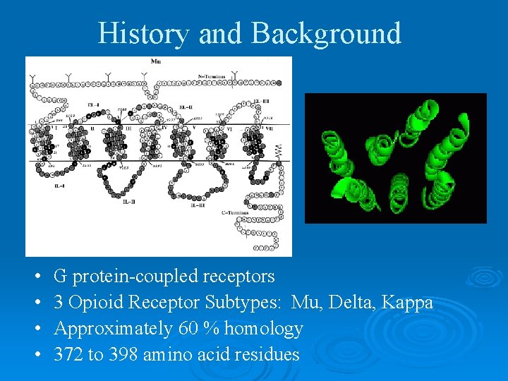 History and Background • • G protein-coupled receptors 3 Opioid Receptor Subtypes: Mu, Delta,