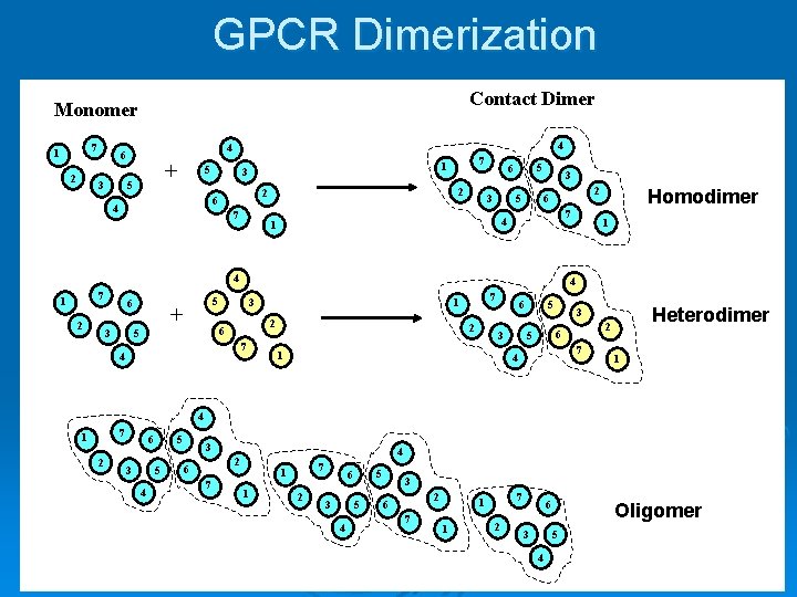 GPCR Dimerization Contact Dimer Monomer 7 1 2 3 4 4 6 + 5
