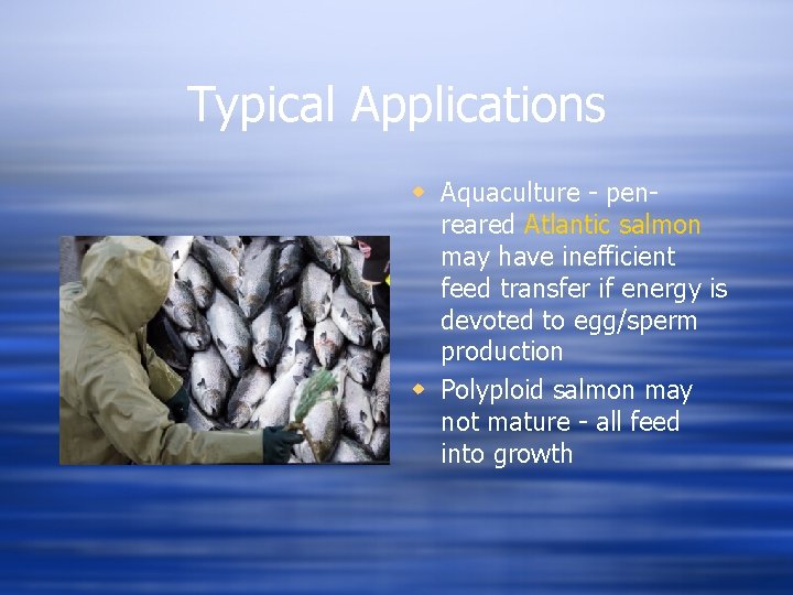 Typical Applications w Aquaculture - penreared Atlantic salmon may have inefficient feed transfer if