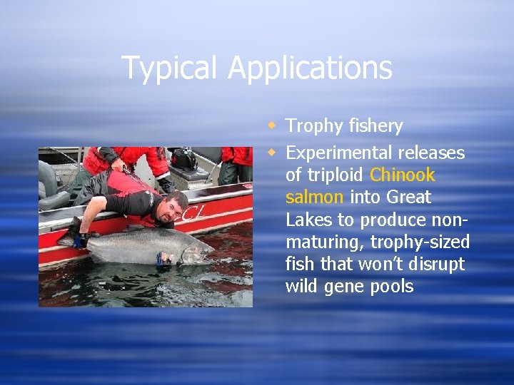 Typical Applications w Trophy fishery w Experimental releases of triploid Chinook salmon into Great