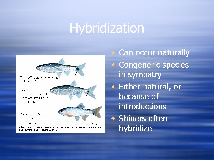 Hybridization w Can occur naturally w Congeneric species in sympatry w Either natural, or