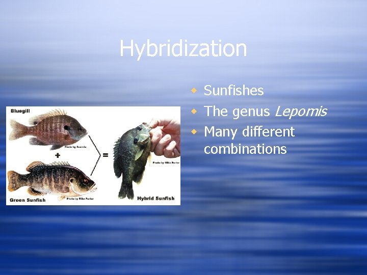 Hybridization w Sunfishes w The genus Lepomis w Many different combinations 