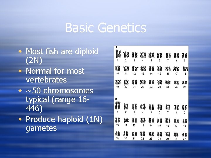 Basic Genetics w Most fish are diploid (2 N) w Normal for most vertebrates