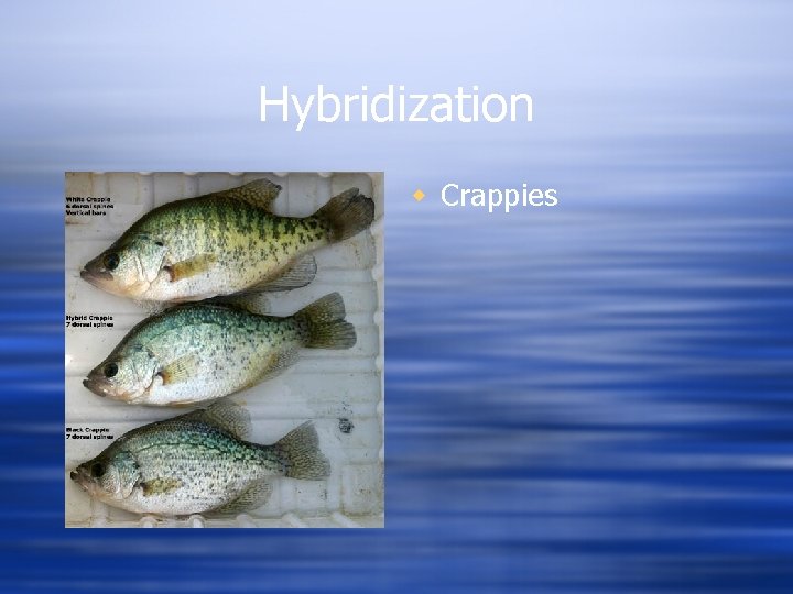 Hybridization w Crappies 
