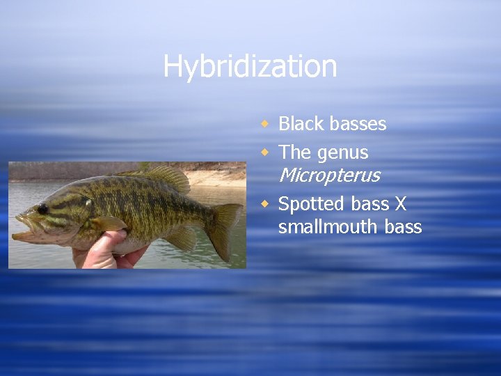 Hybridization w Black basses w The genus Micropterus w Spotted bass X smallmouth bass