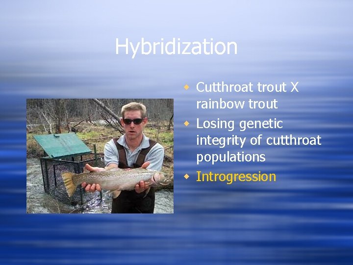 Hybridization w Cutthroat trout X rainbow trout w Losing genetic integrity of cutthroat populations