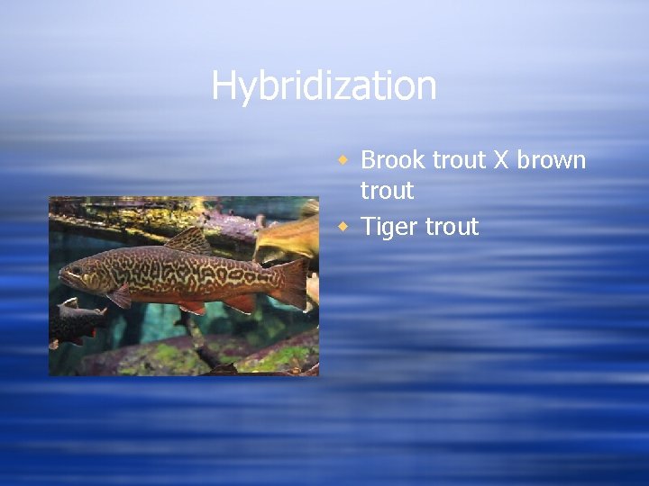 Hybridization w Brook trout X brown trout w Tiger trout 