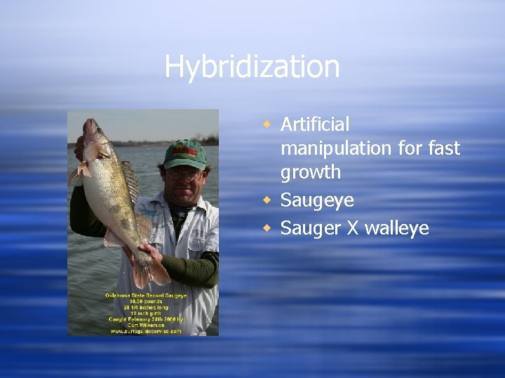 Hybridization w Artificial manipulation for fast growth w Saugeye w Sauger X walleye 
