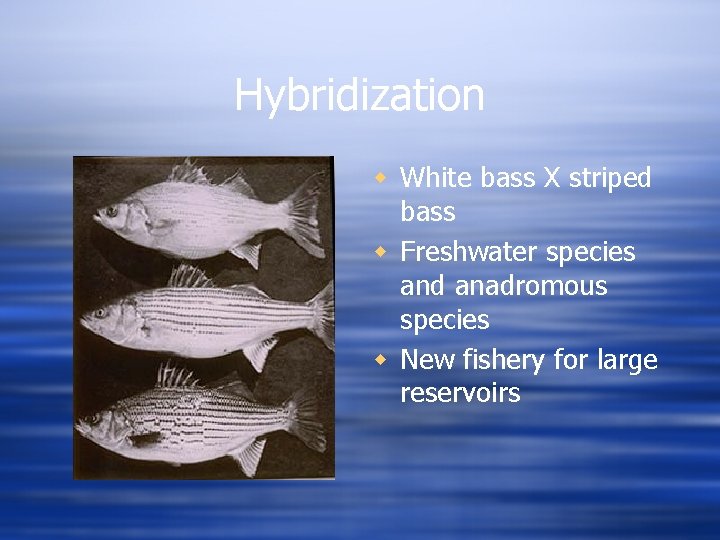 Hybridization w White bass X striped bass w Freshwater species and anadromous species w