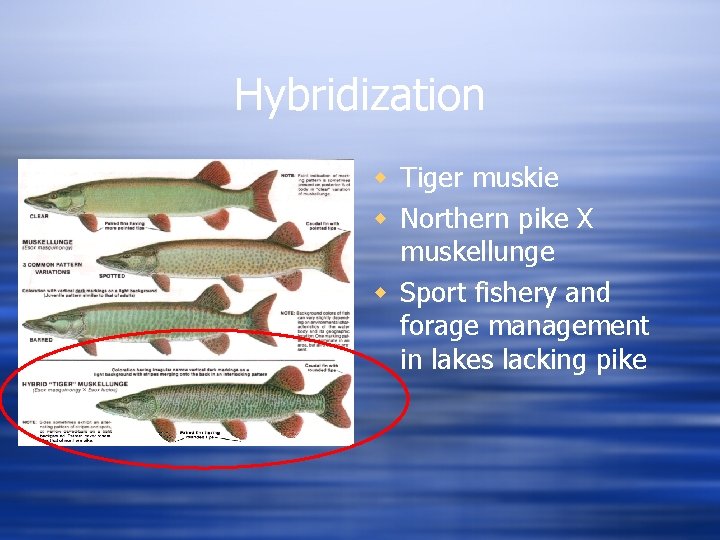 Hybridization w Tiger muskie w Northern pike X muskellunge w Sport fishery and forage
