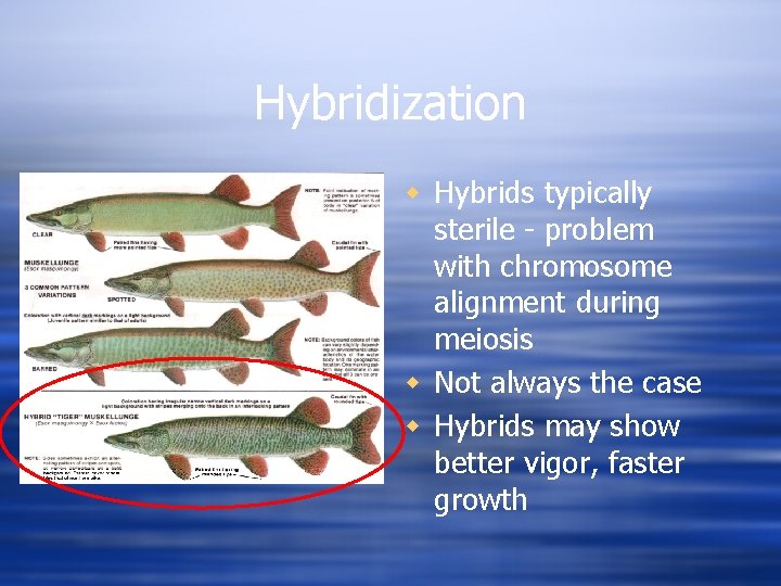 Hybridization w Hybrids typically sterile - problem with chromosome alignment during meiosis w Not