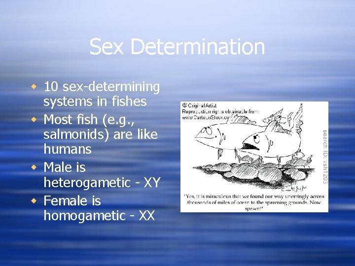 Sex Determination w 10 sex-determining systems in fishes w Most fish (e. g. ,