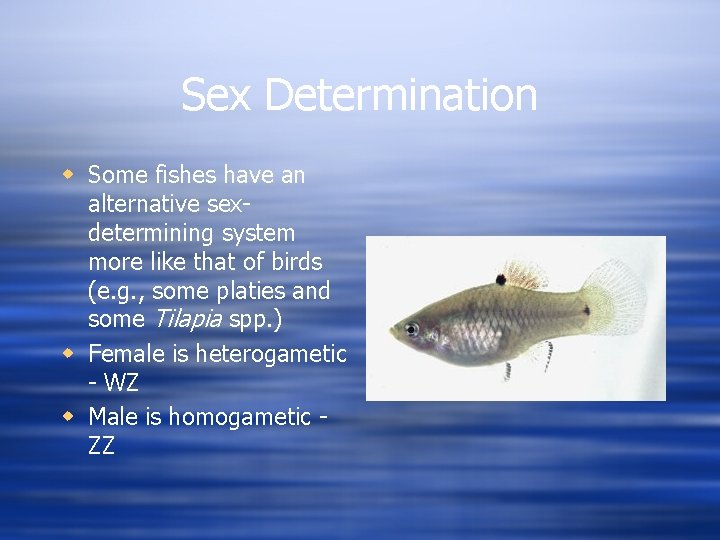 Sex Determination w Some fishes have an alternative sexdetermining system more like that of