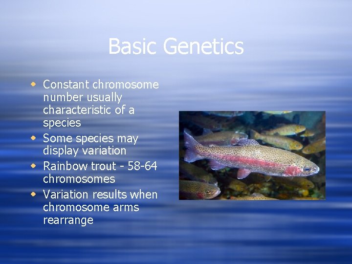 Basic Genetics w Constant chromosome number usually characteristic of a species w Some species