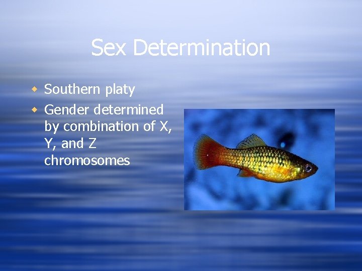 Sex Determination w Southern platy w Gender determined by combination of X, Y, and