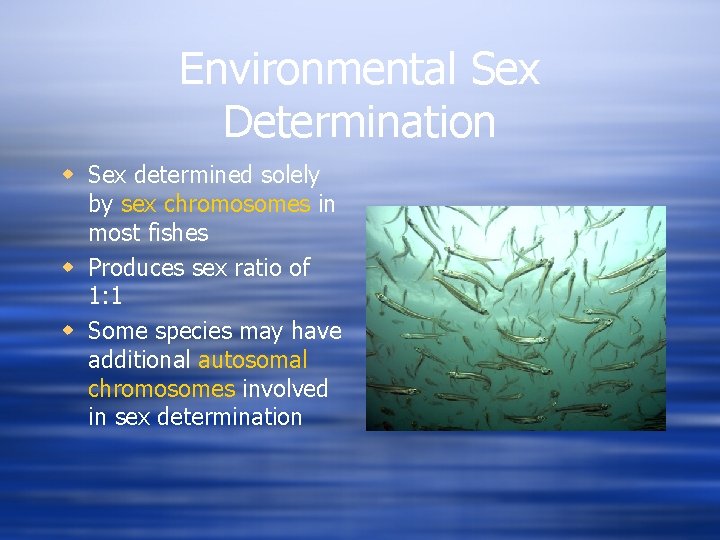 Environmental Sex Determination w Sex determined solely by sex chromosomes in most fishes w