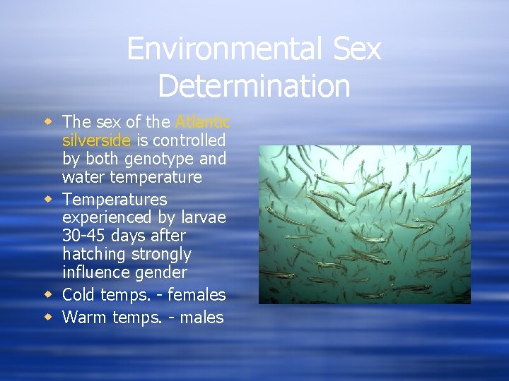 Environmental Sex Determination w The sex of the Atlantic silverside is controlled by both