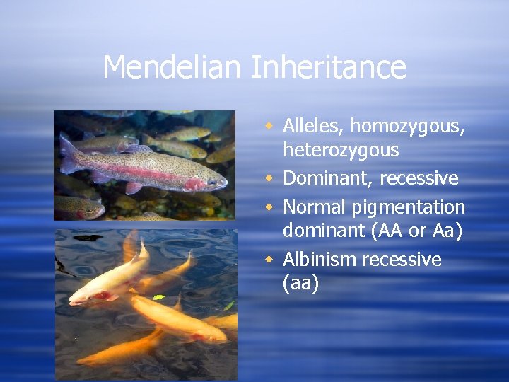 Mendelian Inheritance w Alleles, homozygous, heterozygous w Dominant, recessive w Normal pigmentation dominant (AA