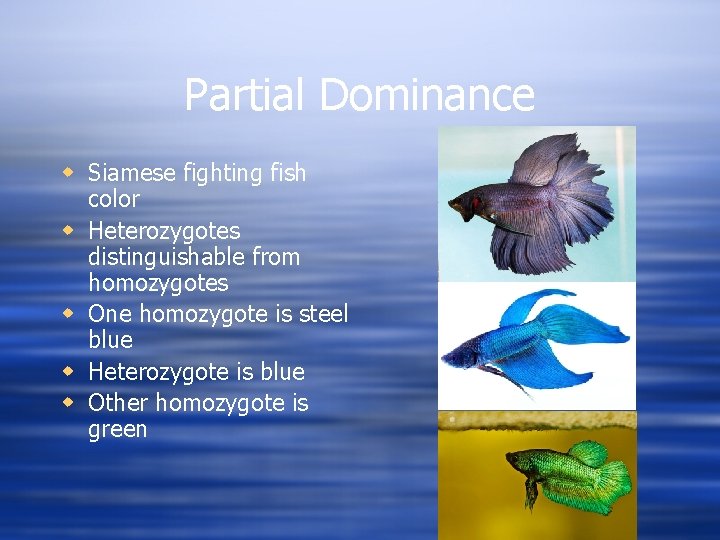 Partial Dominance w Siamese fighting fish color w Heterozygotes distinguishable from homozygotes w One