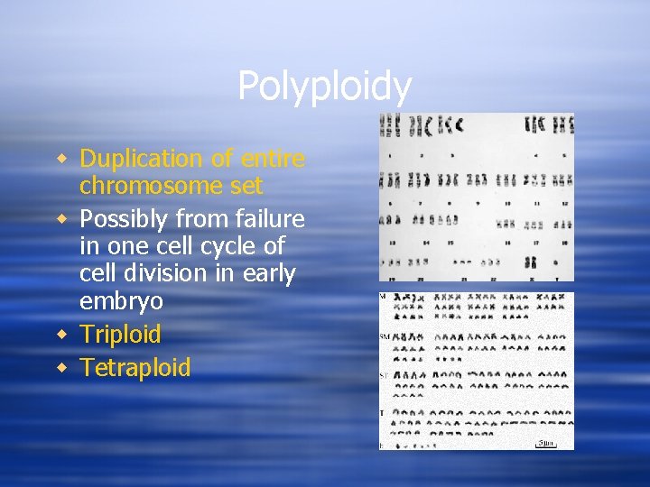 Polyploidy w Duplication of entire chromosome set w Possibly from failure in one cell