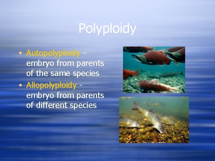 Polyploidy w Autopolyploidy embryo from parents of the same species w Allopolyploidy embryo from
